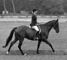 Bull Market as a First level horse; Pebble Beach, CA