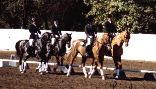 1996 & 1997 CQA Kur Champions - American Sporthorse